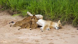 Preview wallpaper lions, sand, young, lying, grass