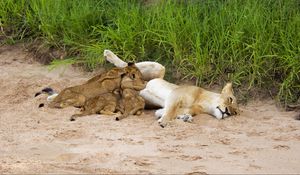 Preview wallpaper lions, sand, young, lying, grass