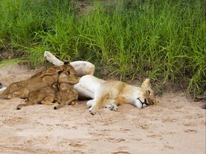 Preview wallpaper lions, sand, young, lying, grass