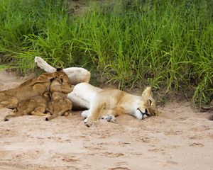 Preview wallpaper lions, sand, young, lying, grass