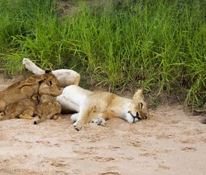 Preview wallpaper lions, sand, young, lying, grass