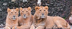 Preview wallpaper lions, three, sit, predators