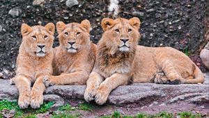 Preview wallpaper lions, three, sit, predators