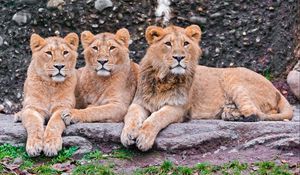 Preview wallpaper lions, three, sit, predators