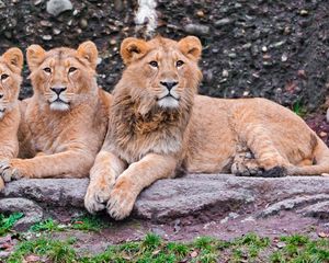Preview wallpaper lions, three, sit, predators