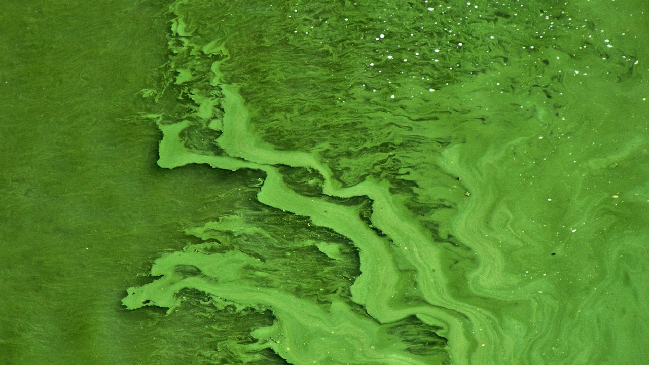 Wallpaper liquid, texture, green, abstraction