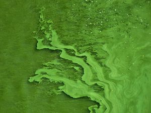 Preview wallpaper liquid, texture, green, abstraction