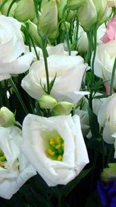 Preview wallpaper lisianthus russell, flowers, different, many, buds