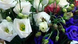 Preview wallpaper lisianthus russell, flowers, different, many, buds