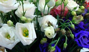 Preview wallpaper lisianthus russell, flowers, different, many, buds