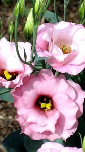 Preview wallpaper lisianthus russell, flowers, flowing, buds, flowerbed