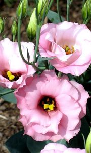 Preview wallpaper lisianthus russell, flowers, flowing, buds, flowerbed