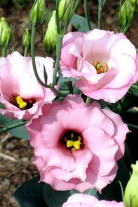 Preview wallpaper lisianthus russell, flowers, flowing, buds, flowerbed