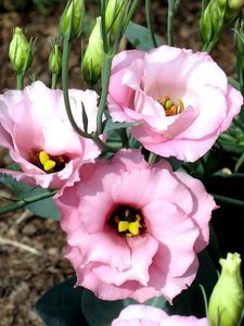 Preview wallpaper lisianthus russell, flowers, flowing, buds, flowerbed