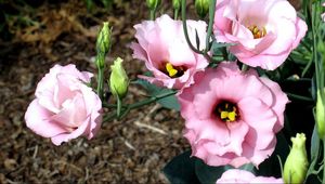 Preview wallpaper lisianthus russell, flowers, flowing, buds, flowerbed