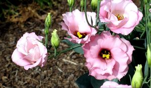 Preview wallpaper lisianthus russell, flowers, flowing, buds, flowerbed