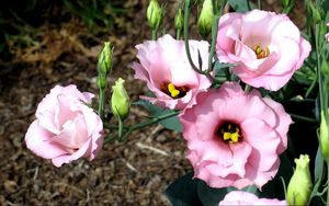 Preview wallpaper lisianthus russell, flowers, flowing, buds, flowerbed