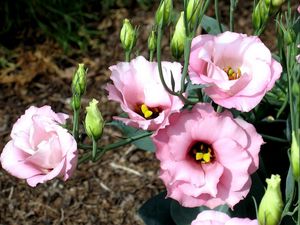 Preview wallpaper lisianthus russell, flowers, flowing, buds, flowerbed