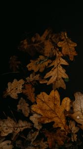 Preview wallpaper листья, опавшая листва, лужа, осень, коричневый