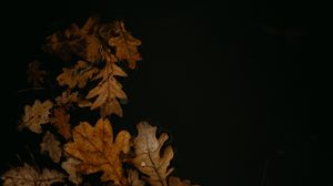 Preview wallpaper листья, опавшая листва, лужа, осень, коричневый