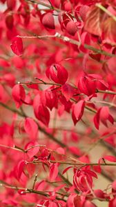 Preview wallpaper листья, ветки, природа, красный