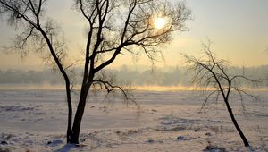 Preview wallpaper lithuania, kaunas, trees, snow, haze, glade, light