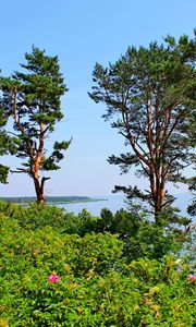 Preview wallpaper lithuania, trees, pine, hill, sea