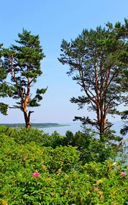 Preview wallpaper lithuania, trees, pine, hill, sea