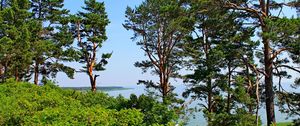 Preview wallpaper lithuania, trees, pine, hill, sea