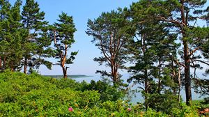 Preview wallpaper lithuania, trees, pine, hill, sea