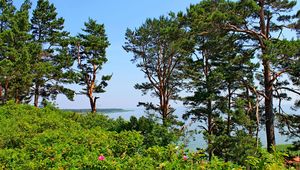 Preview wallpaper lithuania, trees, pine, hill, sea