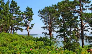 Preview wallpaper lithuania, trees, pine, hill, sea