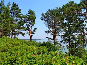 Preview wallpaper lithuania, trees, pine, hill, sea
