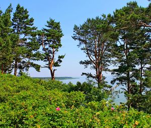 Preview wallpaper lithuania, trees, pine, hill, sea