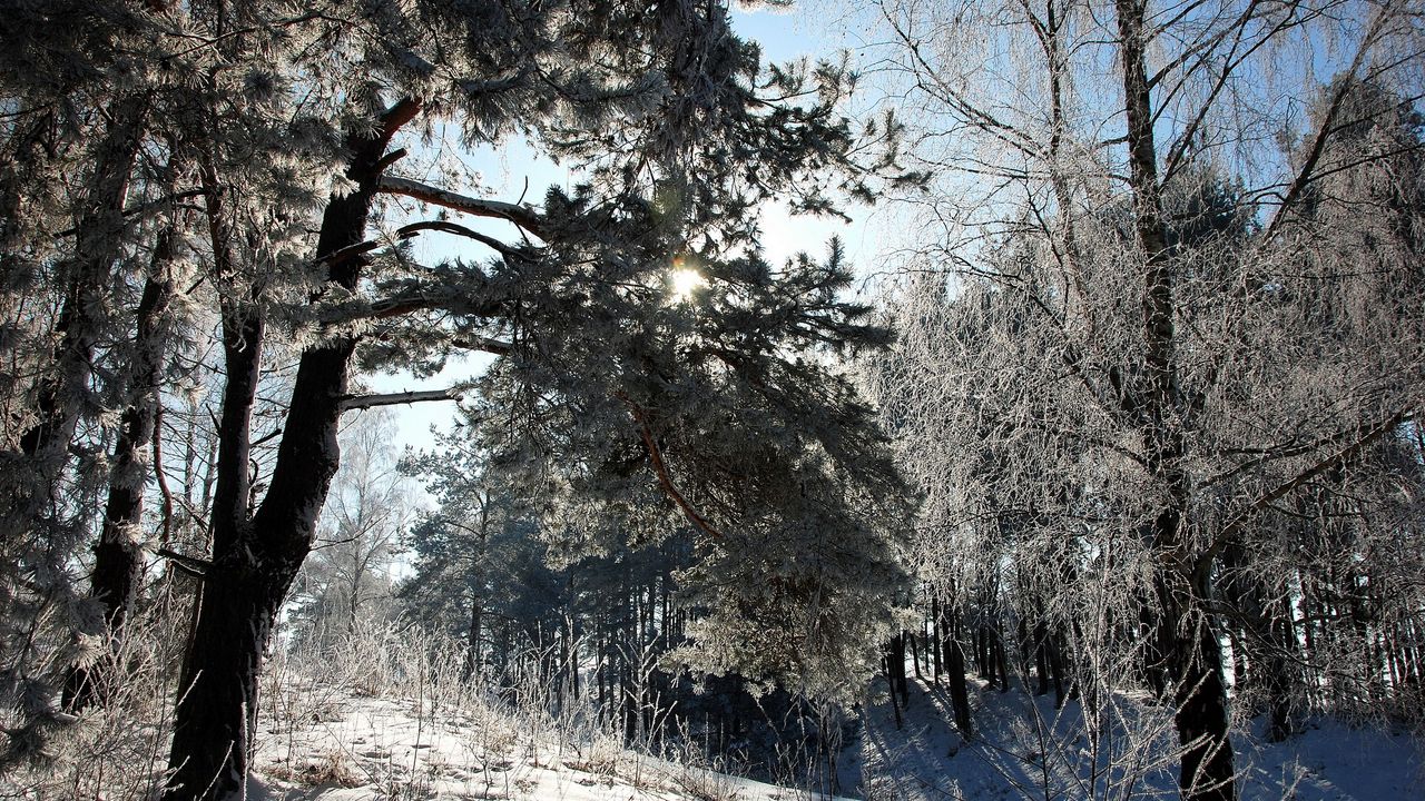 Wallpaper lithuania, wood, trees, snow, hoarfrost, light