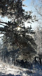 Preview wallpaper lithuania, wood, trees, snow, hoarfrost, light