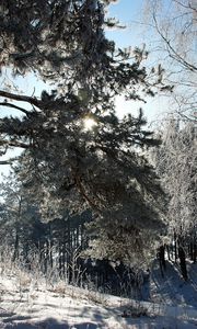 Preview wallpaper lithuania, wood, trees, snow, hoarfrost, light