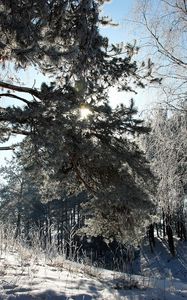 Preview wallpaper lithuania, wood, trees, snow, hoarfrost, light