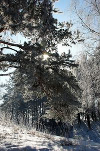 Preview wallpaper lithuania, wood, trees, snow, hoarfrost, light