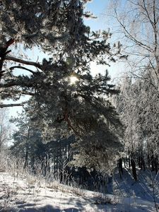 Preview wallpaper lithuania, wood, trees, snow, hoarfrost, light