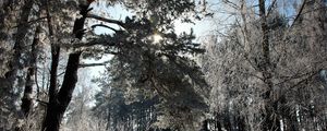 Preview wallpaper lithuania, wood, trees, snow, hoarfrost, light