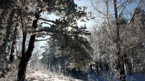 Preview wallpaper lithuania, wood, trees, snow, hoarfrost, light