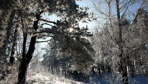 Preview wallpaper lithuania, wood, trees, snow, hoarfrost, light