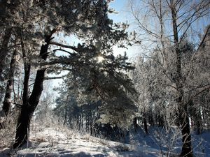 Preview wallpaper lithuania, wood, trees, snow, hoarfrost, light