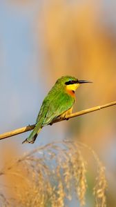 Preview wallpaper little bee-eater, bird, branch, blur