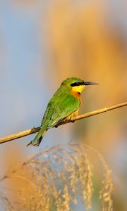 Preview wallpaper little bee-eater, bird, branch, blur