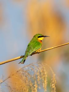 Preview wallpaper little bee-eater, bird, branch, blur