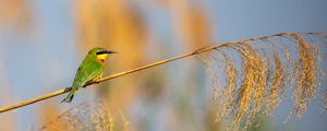 Preview wallpaper little bee-eater, bird, branch, blur