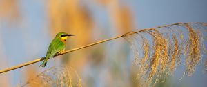 Preview wallpaper little bee-eater, bird, branch, blur