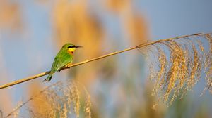 Preview wallpaper little bee-eater, bird, branch, blur